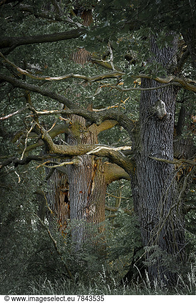 Alte Stieleichen (Quercus robur)