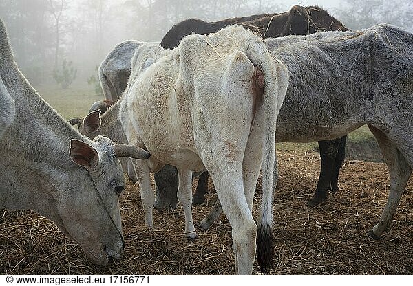 Alte und unproduktive Tiere werden an einem Ort gehalten  an dem sie bis zu ihrem Tod bleiben. Dieses Vieh ist frei von Tierarzneimitteln und Agrarchemikalien und kann eine zuverlässige Nahrungsquelle für Geier sein. Nepal.