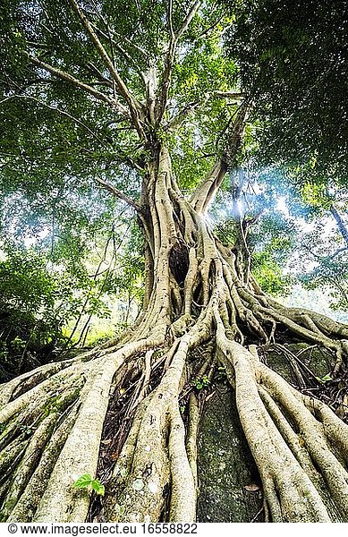 Alte verdrehte Baumwurzeln  Munnar  Western Ghats Mountains  Kerala  Indien