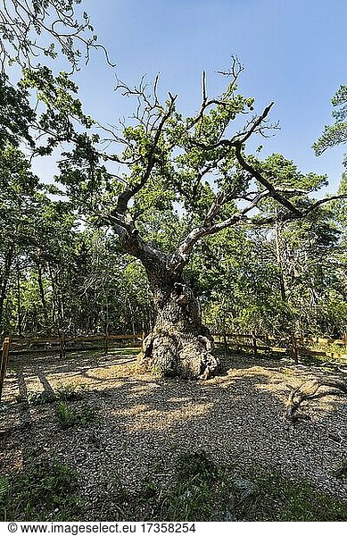 Alte verwachsene Eiche Trolleken im Zauberwald  Naturreservat Trollskogen  Öland  Schweden  Europa