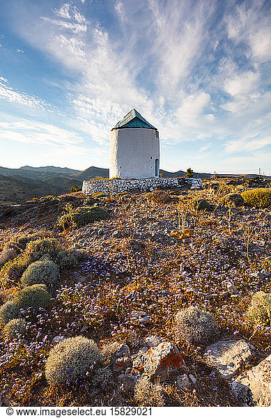 Alte Windmühle und Spätfrühlingsblumen auf der Insel Kimolos in Griechenland.