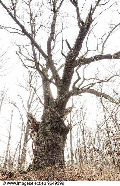 Alteiche (Quercus robur)  Byttna-Hain  Biosphärenreservat Spreewald  UNESCO Weltnaturerbe  Straupitz  Brandenburg  Deutschland  Europa