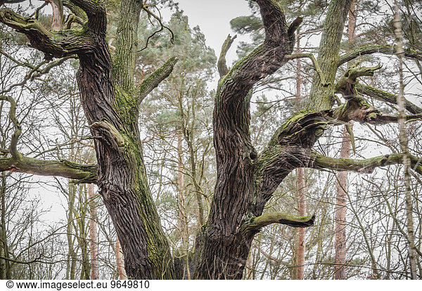 Alteiche (Quercus robur)  Byttna-Hain  Biosphärenreservat Spreewald  UNESCO Weltnaturerbe  Straupitz  Brandenburg  Deutschland  Europa