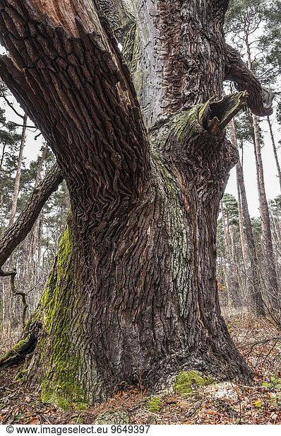 Alteiche (Quercus robur)  Stamm  Byttna-Hain  Biosphärenreservat Spreewald  UNESCO Weltnaturerbe  Straupitz  Brandenburg  Deutschland  Europa