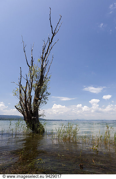 Alter Baum auf der Insel Reichenau im Bodensee Baden-Württemberg Deutschland Europa