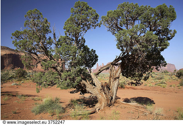 Alter Baum im Monument Valley  Arizona  USA