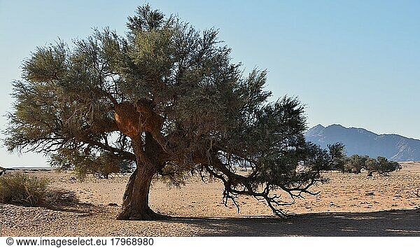 Alter Baum mit Siedelweberkolonie (Philetairus socius)  Sossusvlei  Namib Naukluft Park  Namibia  Afrika