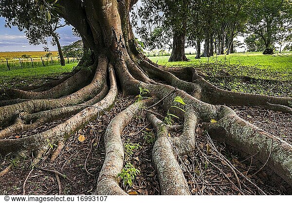 Alter Baum mit verdrehten Wurzeln auf der Estancia San Juan de Poriahu  Ibera Wetlands  einem Sumpfgebiet in der Provinz Corrientes  Argentinien