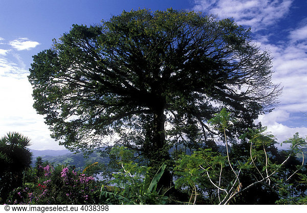 Alter Ceiba-Baum  Arenal See  Costa Rica  Mittelamerika