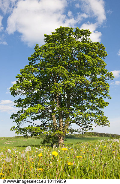 Alter Feldahorn oder Maßholder (Acer campestre) Thüringen Deutschland Europa