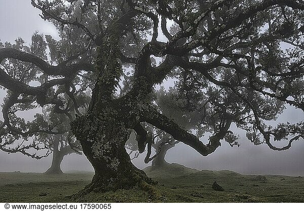 Alter Lorbeerwald  Stinkloorbeer (Ocotea foetens)  Laurissilva  im Nebel mit stinkenden Lorbeer Bäumen  UNESCO Weltkulturerbe  Fanal  Madeira  Portugal  Europa