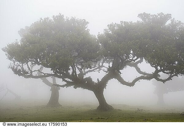 Alter Lorbeerwald  Stinkloorbeer (Ocotea foetens)  Laurissilva  im Nebel mit stinkenden Lorbeer Bäumen  UNESCO Weltkulturerbe  Fanal  Madeira  Portugal  Europa