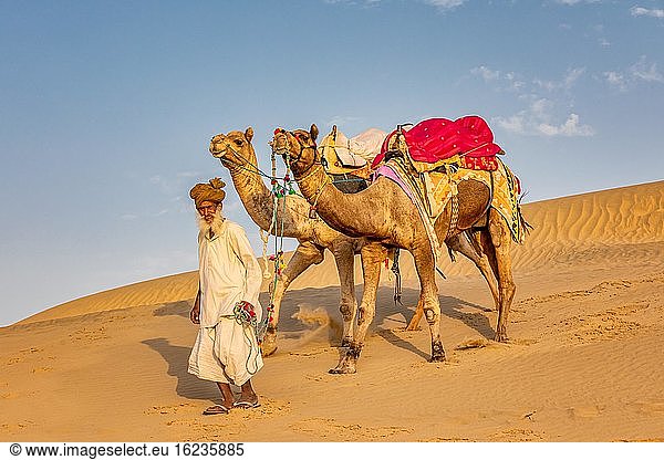 Alter Mann mit Kamelen  Wüste Thar  Rajasthan  Indien  Asien