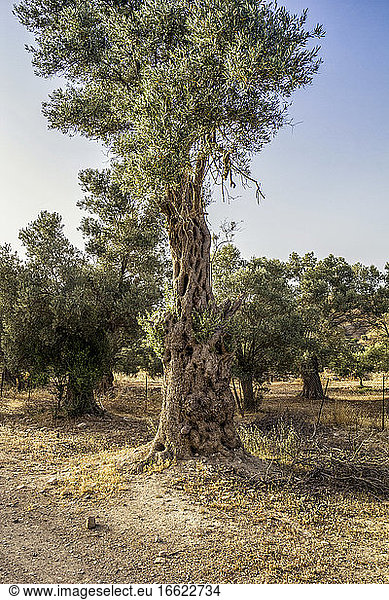 Alter Olivenbaum in Gortyn  Kreta  Griechenland