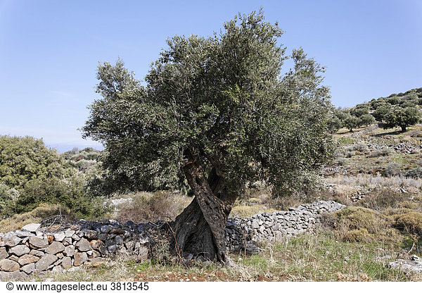 Alter Olivenbaum  Kreta  Griechenland