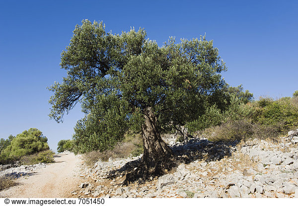 Alter Olivenbaum (Olea europaea) bei Lun  Insel Pag  Adria  Kvarner-Bucht  Kroatien  Europa