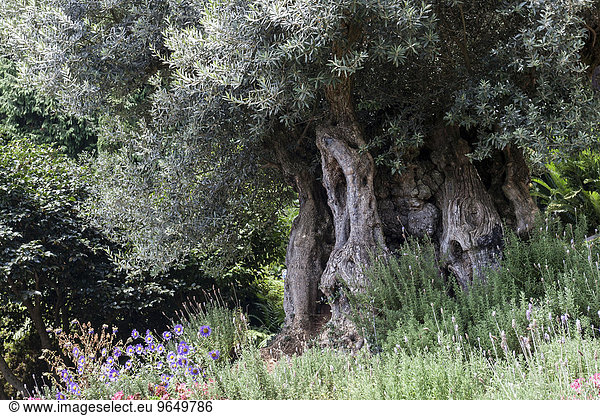 Alter Olivenbaum (Olea europaea)  Funchal  Madeira  Portugal  Europa