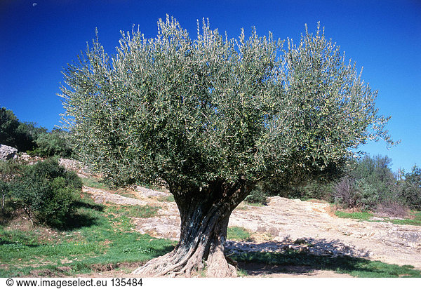 Alter Olivenbaum  Pont du Gard  Remoulins