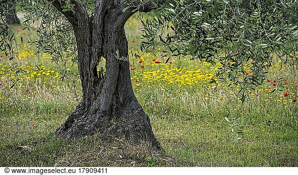 Alter Olivenbaum vor einer Blumenwiese  Venezien  Italien  Europa