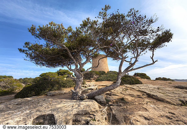 Alter Pinienbaum (Pinus pinea)  Cala Pi  Mallorca  Balearen  Spanien  Europa