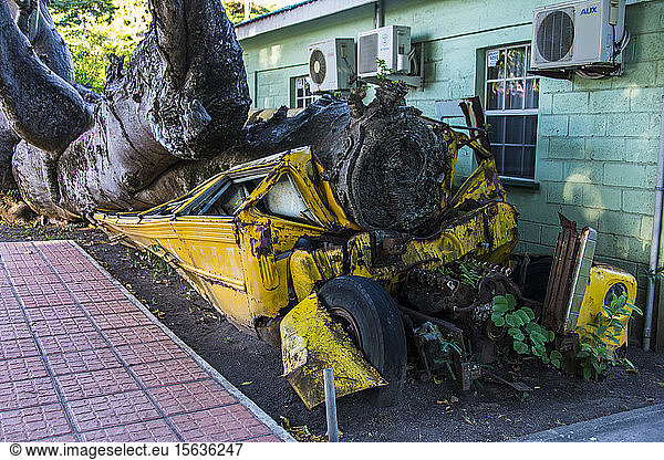 Alter verlassener Schulbus unter einem Baumstamm im botanischen Garten zerquetscht  Roseau  Dominica