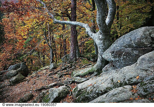 Alter Wald verzauberte Szenerie im Herbst
