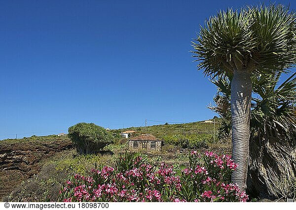 Altes Bauernhaus mit Drachenbaum in Garafia  La Palma  Kanarische Inseln  Spanien  Europa