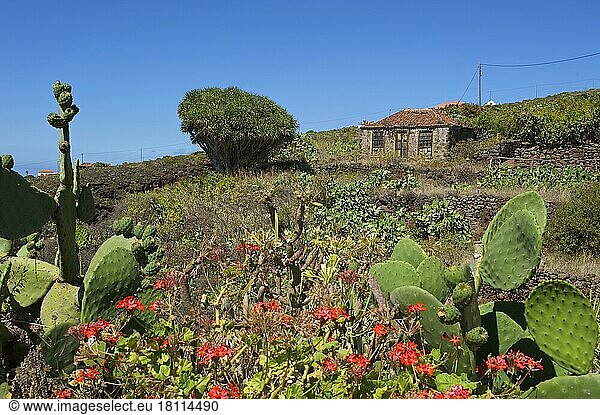 Altes Bauernhaus mit Drachenbaum in Garafia  La Palma  Kanarische Inseln  Spanien  Europa