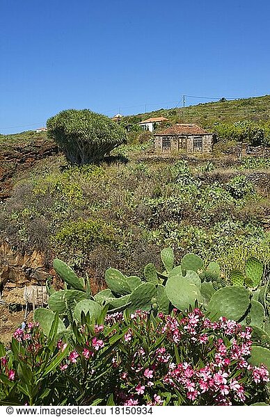 Altes Bauernhaus mit Drachenbaum in Garafia  La Palma  Kanarische Inseln  Spanien  Europa