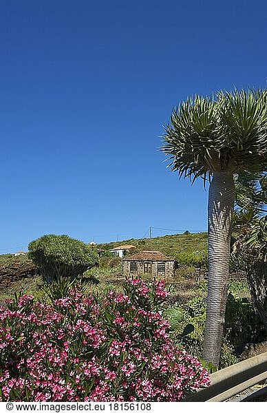 Altes Bauernhaus mit Drachenbaum in Garafia  La Palma  Kanarische Inseln  Spanien  Europa
