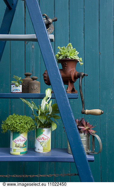 Altes Land  Flower arrangement  ladder with plants  old tap  scoop  mincer