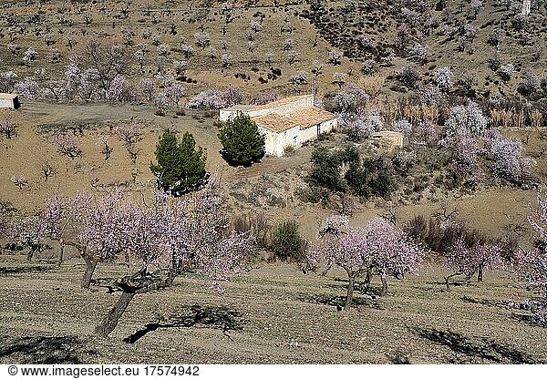 Altes Landhaus in blühender Mandelplantage  Mandelbäume in Blüte und Pinien umgeben Haus  Vélez-Rubio  Almería  Andalucía  Spanien  España  Europa