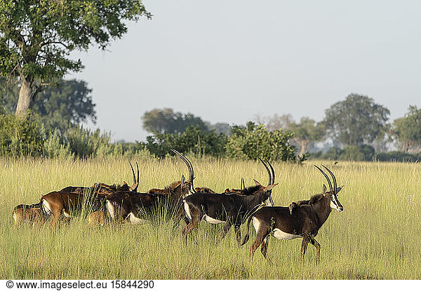 Am frühen Morgen wandert eine Gruppe von Rappenantilopen in der Savanne