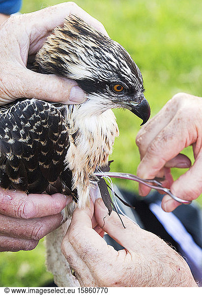 Am Freitag  den 11. Juli 2014 werden die jungen Fischadler  die auf Bassenthwaite im Lake District National Park  Cumbria  Großbritannien  nisten  beringt und mit einem Satellitenortungsgerät ausgestattet. sie werden von Pete