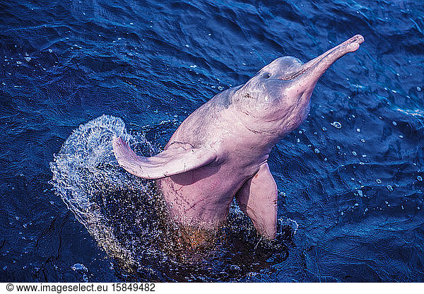 Amazon river dolphin jumps off water