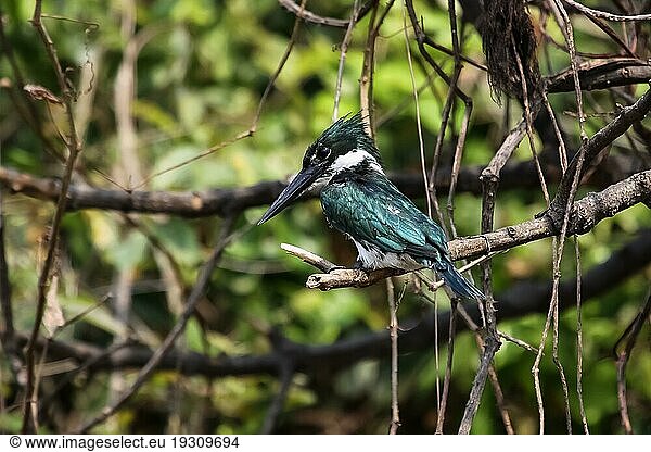 Amazonas Eisvogel auf einem Ast sitzend  Pantanal  Brasilien  Südamerika