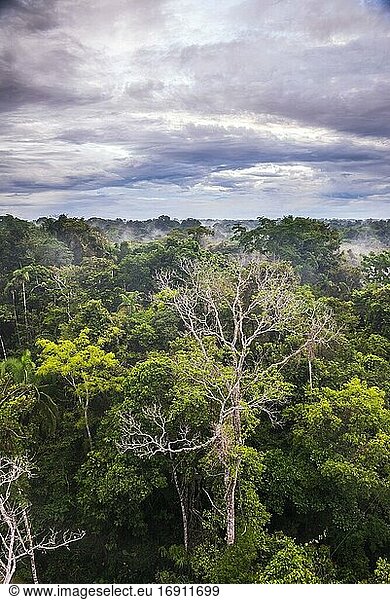 Amazonas-Regenwald in der Sacha Lodge  Coca  Ecuador  Südamerika