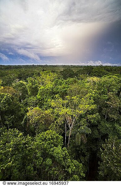 Amazonas-Regenwald in der Sacha Lodge  Coca  Ecuador  Südamerika