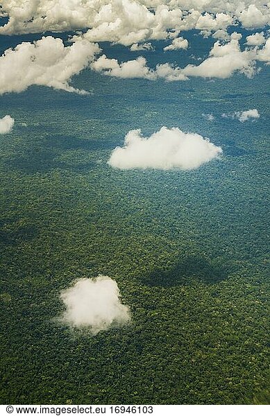 Amazonas-Regenwald  Koka  Ecuador  Südamerika