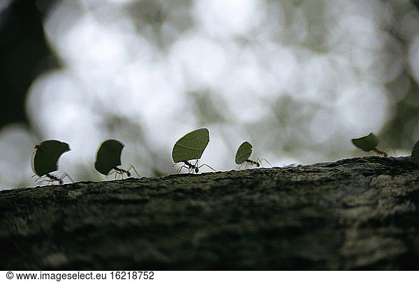 Ameisen tragen Blätter auf Rinde