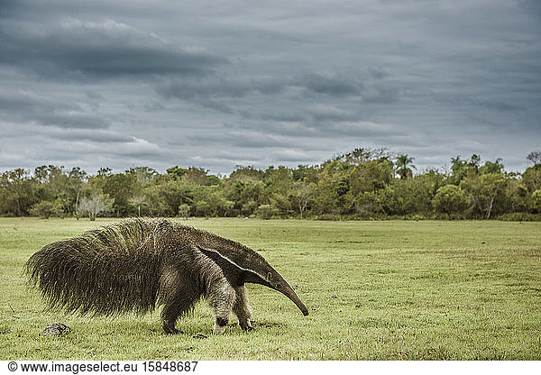 Ameisenbär wandert im brasilianischen Pantanal-Feuchtgebiet