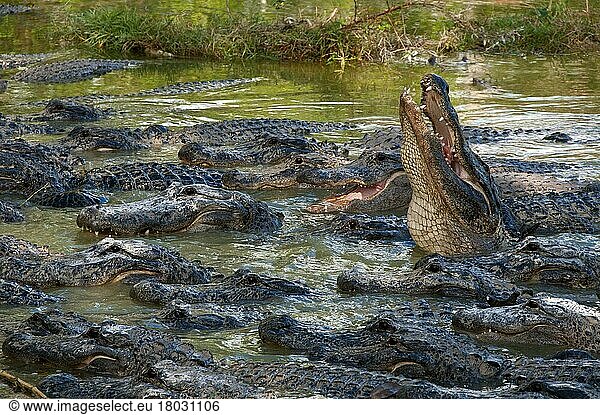 American Alligator (Alligator mississippiensis) Erwachsene  Gruppe im Wasser auf einer Alligatorfarm  Florida (U.) S. A. Dezember
