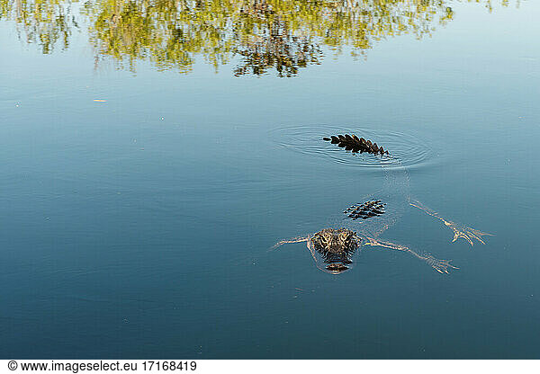 American alligator swimming in lake at Everglades National Park