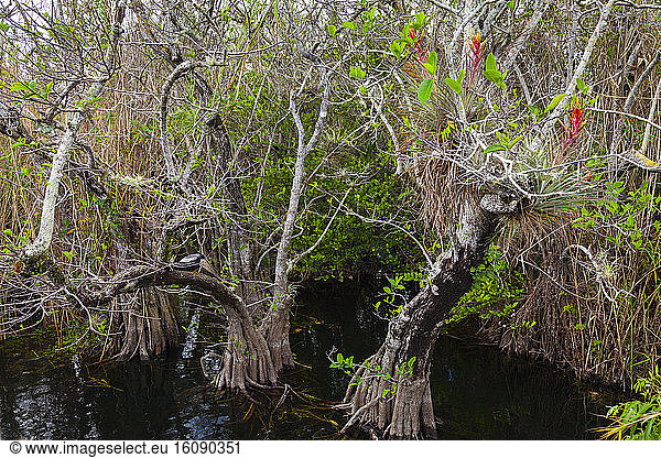 American Anhinga (Anhinga anhinga)  Everglades National Park  Florida