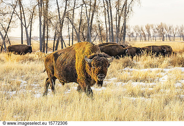 American Bison (Bison bison) standing in a field in autumn colours; Jackson Wyoming  United States of America