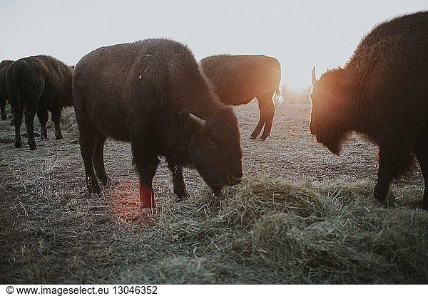 American Bison's grazing while standing on field