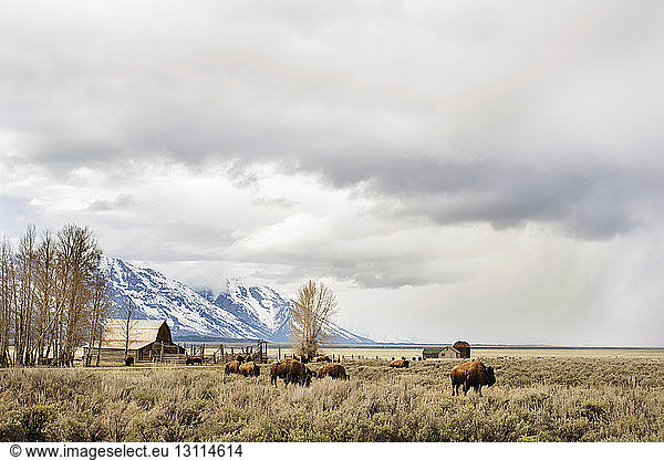 American bison's on field against cloudy sky during winter