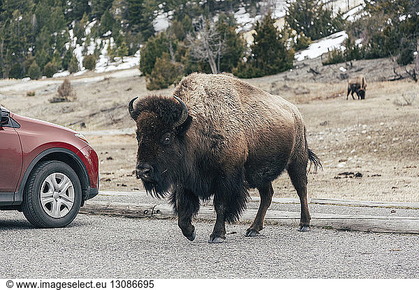 American bison walking by car on road