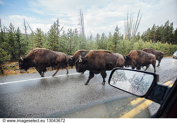 American bison walking on road seen through car window