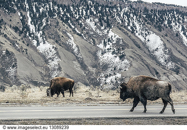 American bisons crossing road